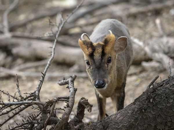 4个月宝宝逛北京动物园,武汉最好逛的动物园