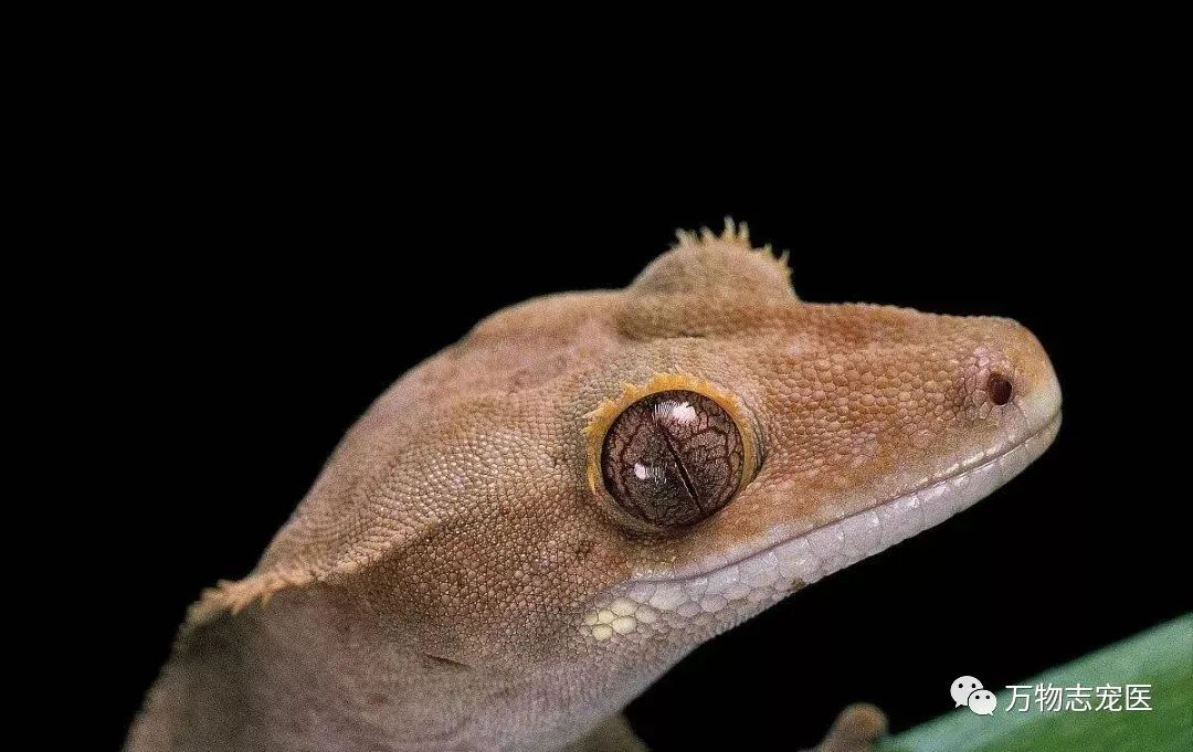 新宠到家笼养几天,新手饲养守宫必备什么品种