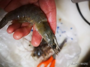 椒盐虾为什么虾肉不酥脆,白灼北极虾鲜嫩的虾肉口感超好