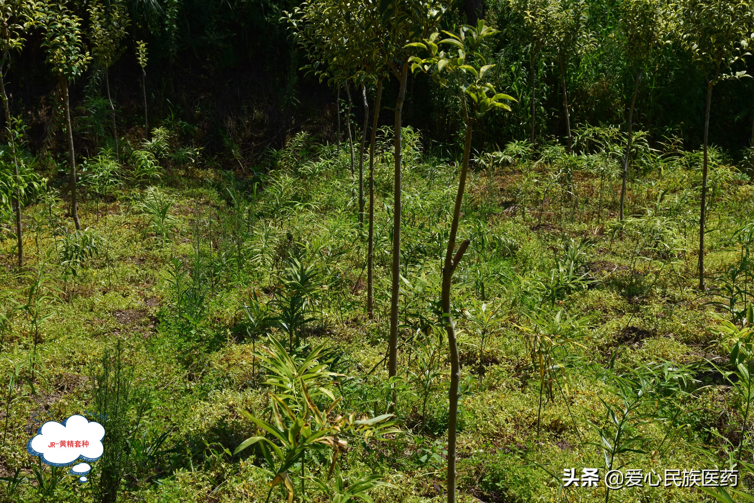林下仿野生种植中药材优势,林下种植中药材的几条原则