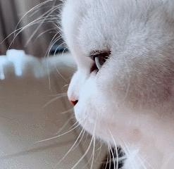 猫和老虎能杂交生育吗,猫和老虎可以生育吗