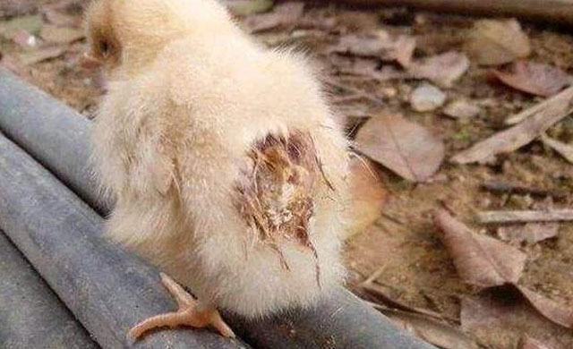 小鸡糊肛喂点什么药,小鸡糊肛的解决方法视频