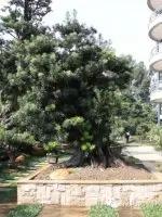 价值过万的黄杨盆景 (1000万元以上映山红盆景)