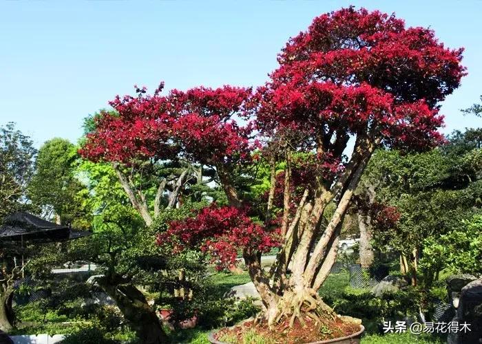 白檵木盆景图片欣赏,异形白花檵木盆景