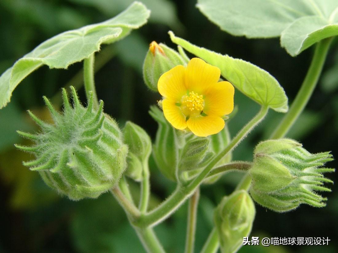 农村常见的野花野草哪些是能吃的,儿时在农村最常见的野花野草
