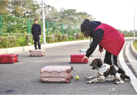 警犬跑步训练,警犬都配跑步机