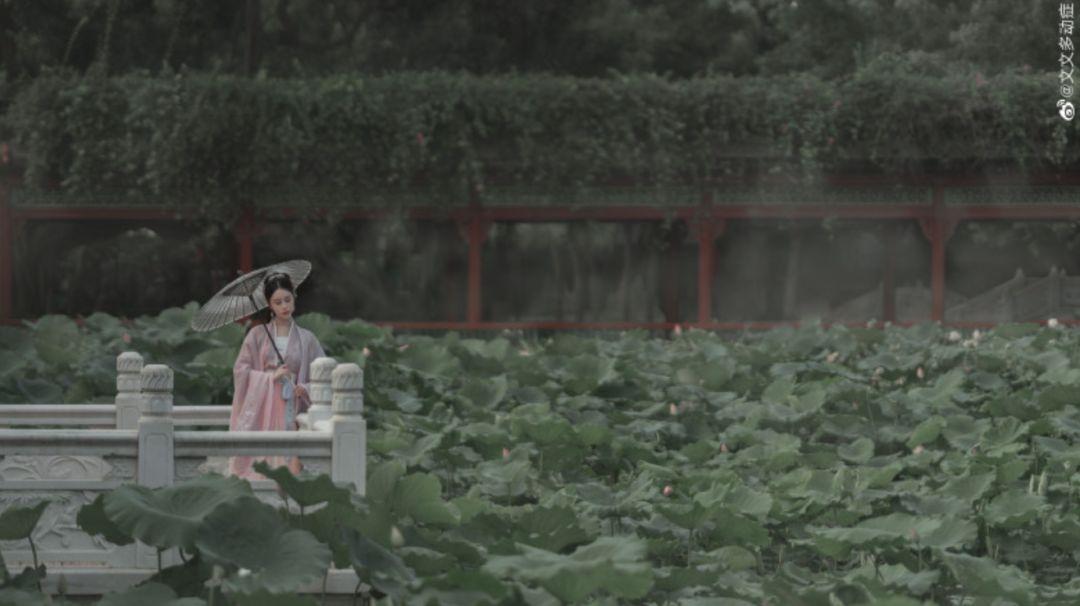 广州有荷花的地方,广州周边的荷花景点推荐