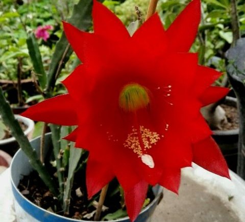 十个仙人球,最新30个仙人球品种