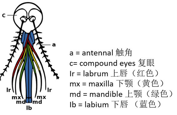 咬人的虫子跟蚂蚁相似,相似于毛毛虫又会咬人的虫子