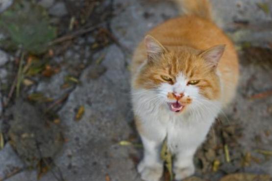 猫咪丢了最快找猫咪的方法,找回猫咪后应该怎么办