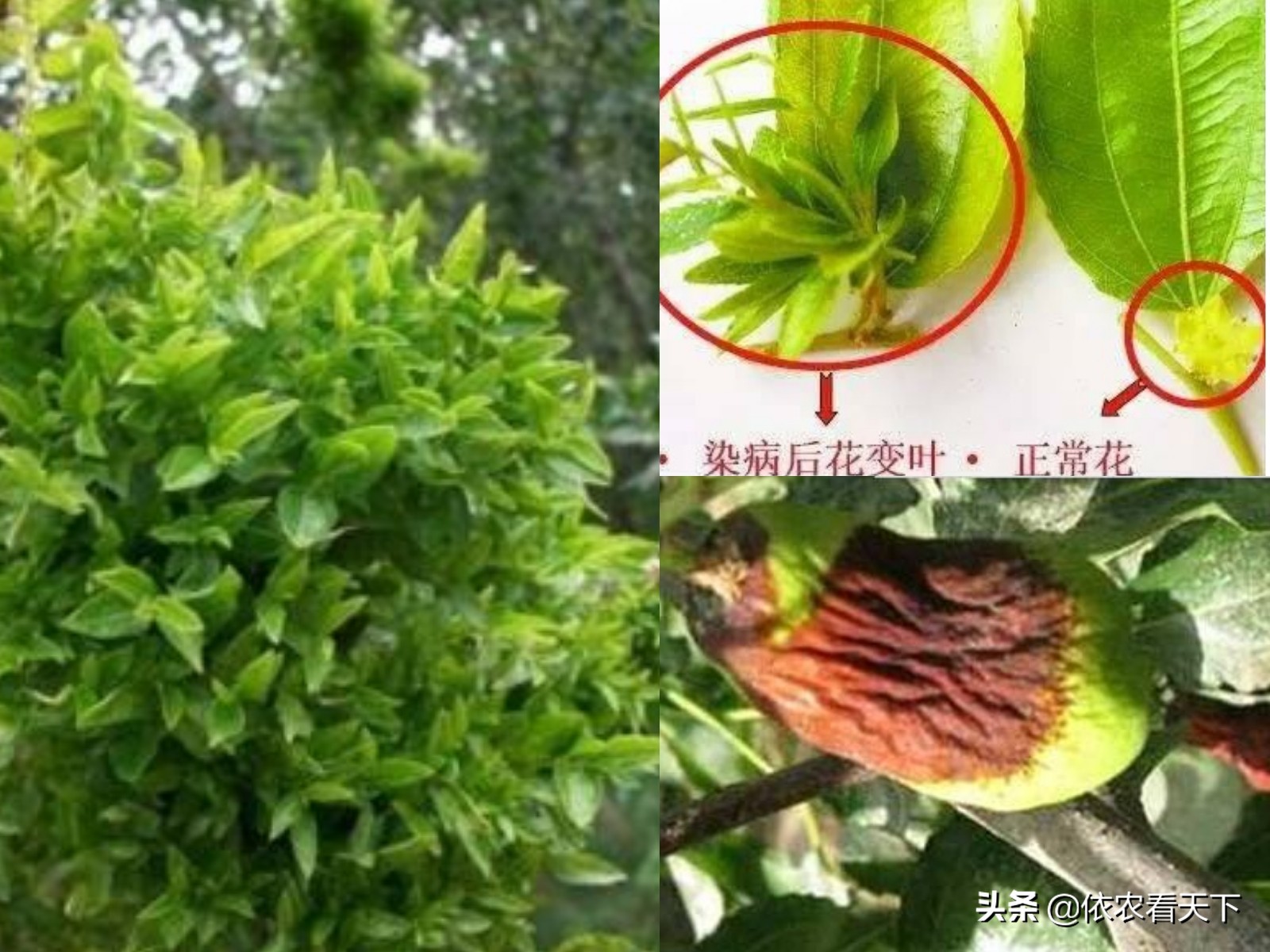 枣树绝症“枣疯病”，别再找特效药，这种病只能这样防治