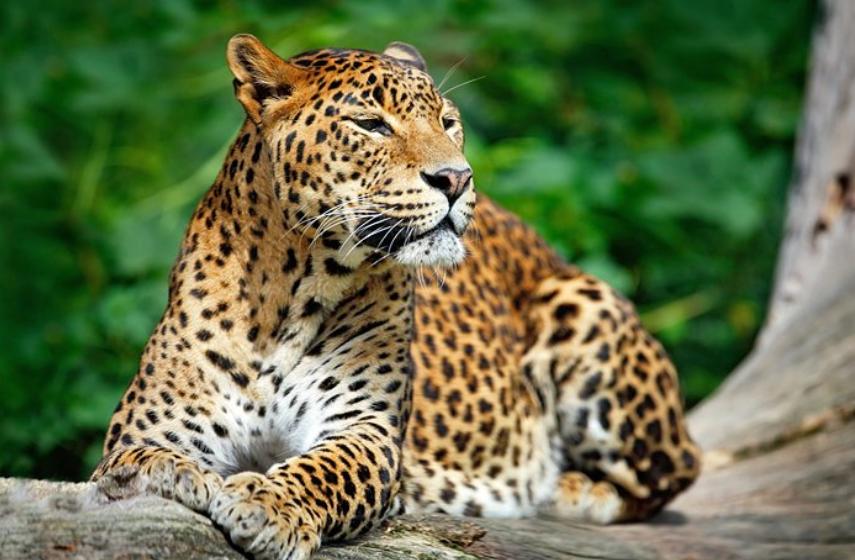 最新的斯里兰卡旅游攻略,去斯里兰卡旅游景点有哪些