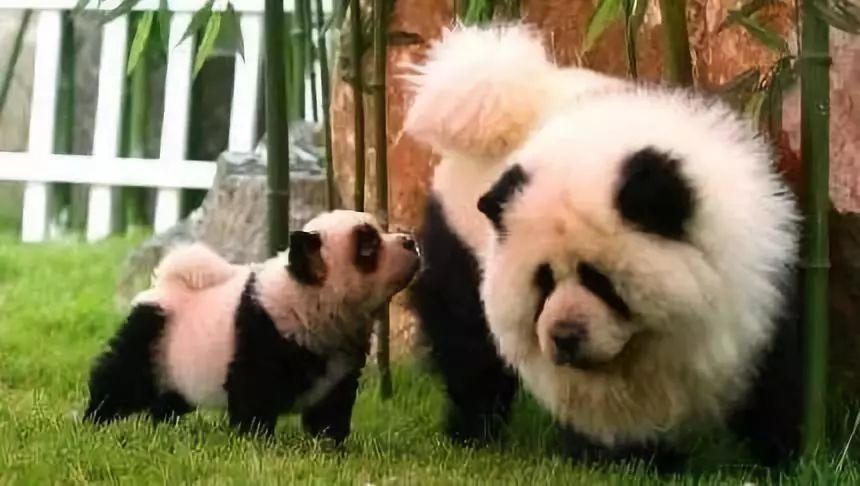 松狮犬染熊猫色宠物店,松狮犬变成熊猫