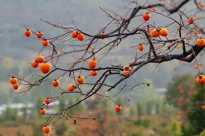 柿子熟了美文赏析,柿子熟了美图100张