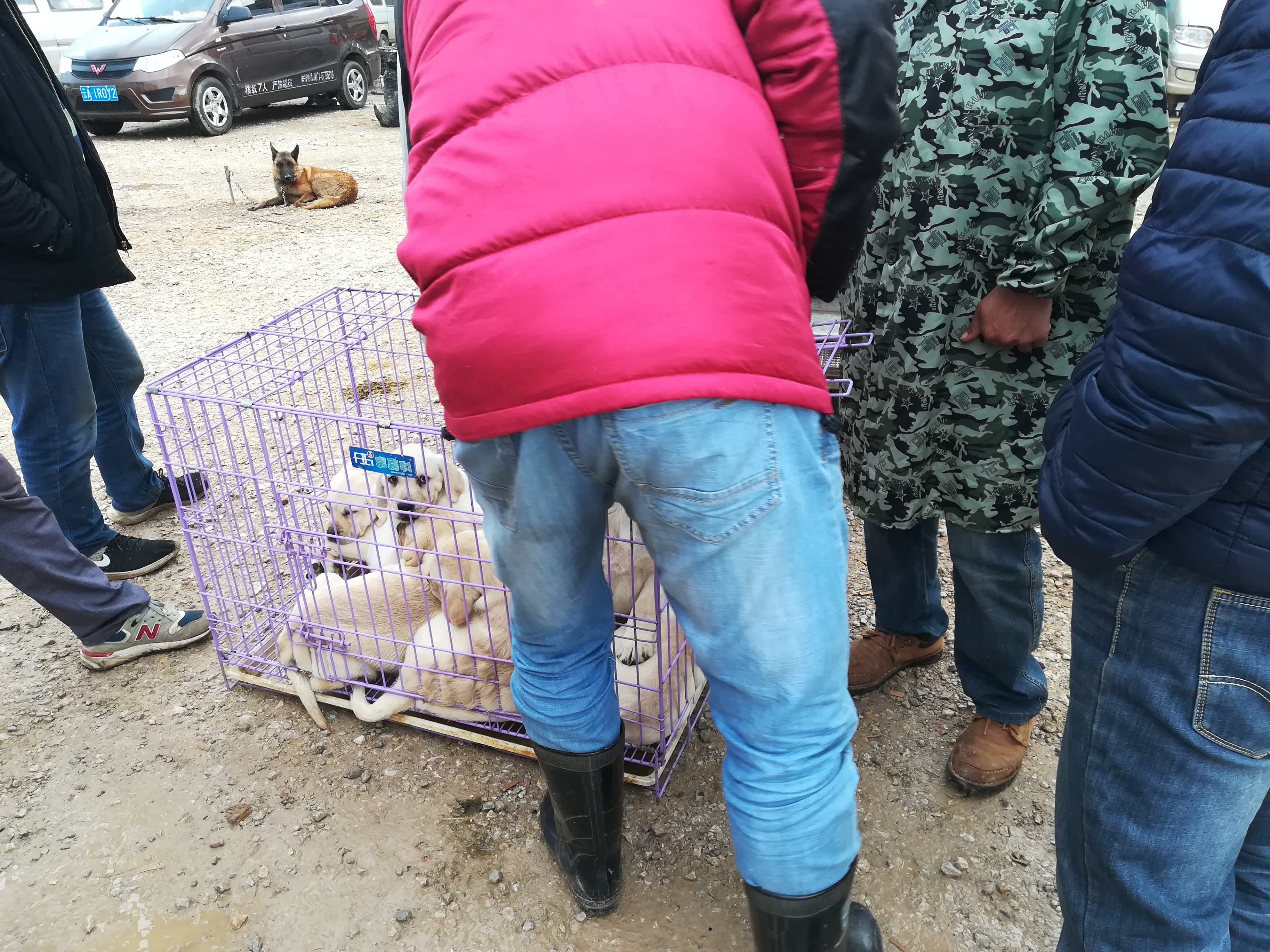 拉布拉多犬幼犬出售100元内,拉布拉多幼犬出售200元同城