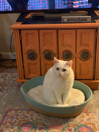 兔子霸占猫窝,兔子霸占领地