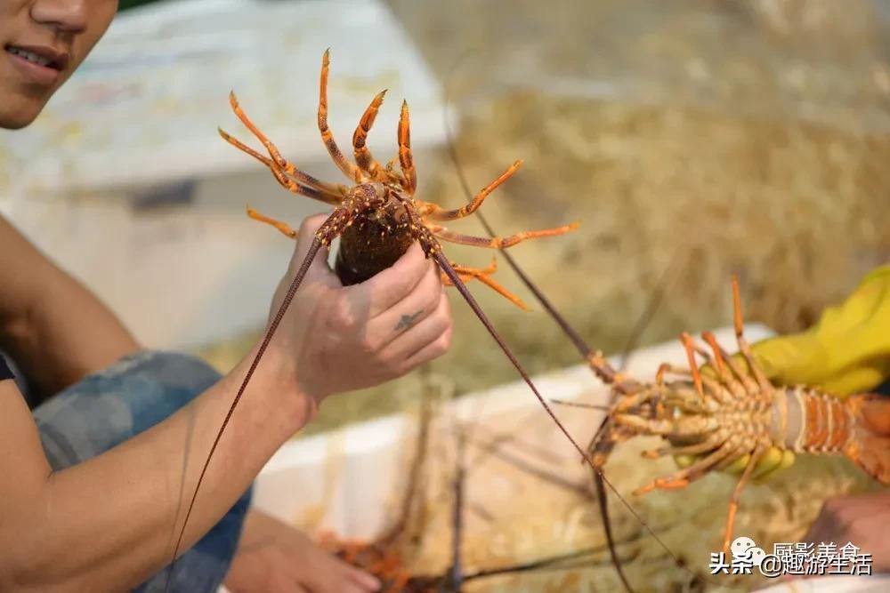 世界上的各种龙虾,世界上最大龙虾