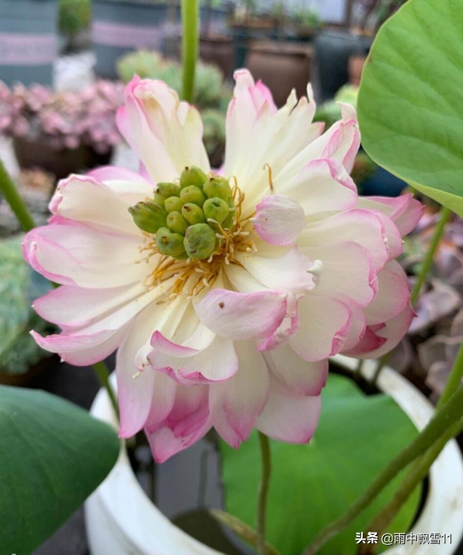 碗莲这样养，十有八九不开花？注意这5点，碗莲花大色更艳