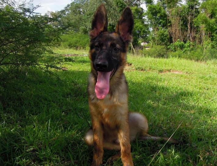 二个月的牧羊犬怎么吃狗粮,成年牧羊犬怎么吃狗粮视频