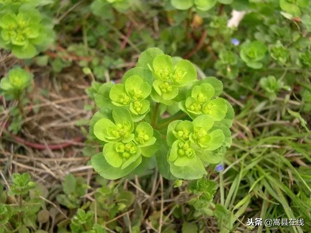 农村比较常见的中草药,农村不可碰的十种草药