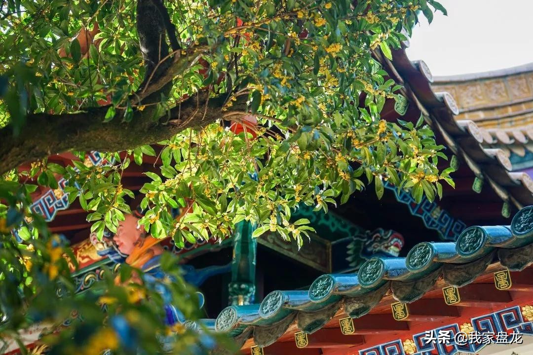 在盘龙的桂花香里，亲吻这个秋天|黑龙潭公园美图大赏