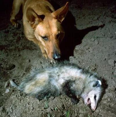 各种小动物是怎样装死的,动物装死是什么