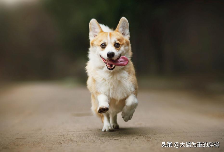 柯基犬怎么知道好不好,如何知道柯基有肠胃疾病