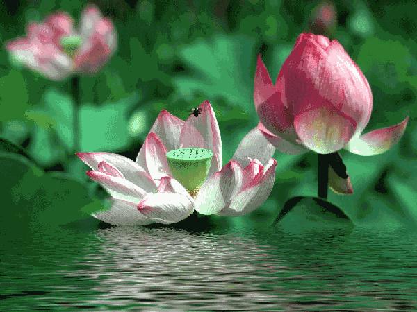 「文学艺术网」刘金龙佳作《七律•夏游西湖》外一首