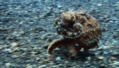 章鱼很有可能是外星留下来的物种,为什么章鱼会当成外星生物呢