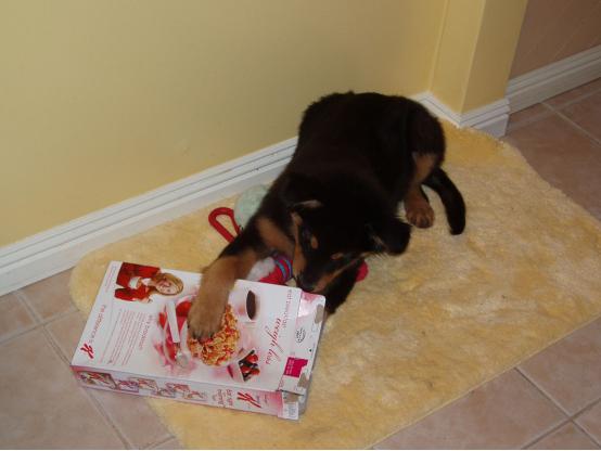 狗狗一直啃咬手怎么回事,狗狗一直抓挠啃咬身体要怎么办