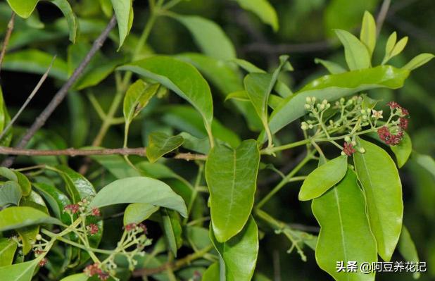 黄檀植物,和小叶紫檀最相似的植物是什么