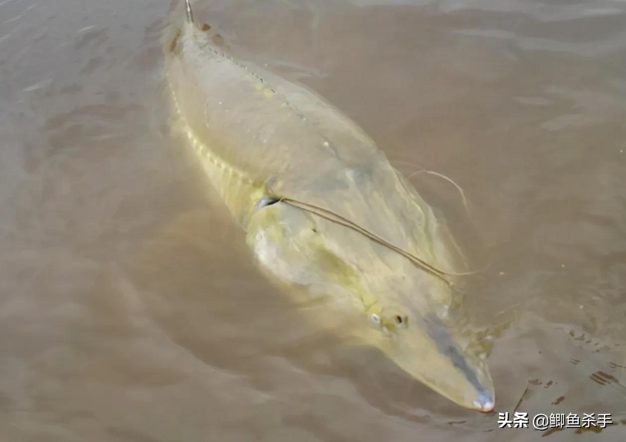 达氏鳇野外灭绝,黑龙江达氏鳇灭绝了吗