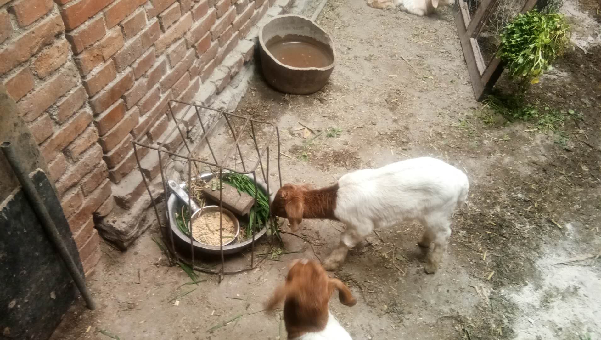 羊胀气最好的偏方,羊胀气吃什么养羊最好