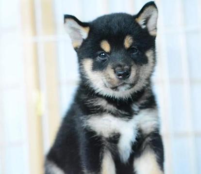 你对柴犬的了解有多深快来看看吧,你对喵星人了解多少