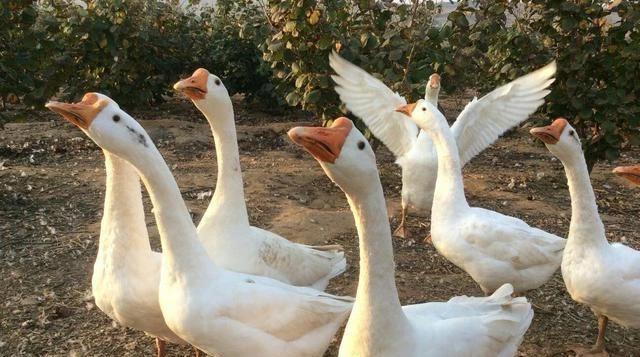 中国最有名的鹅美食,什么鹅最好吃又有名