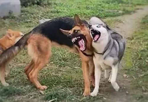 德牧看起来害怕,德牧很吓人吗为什么