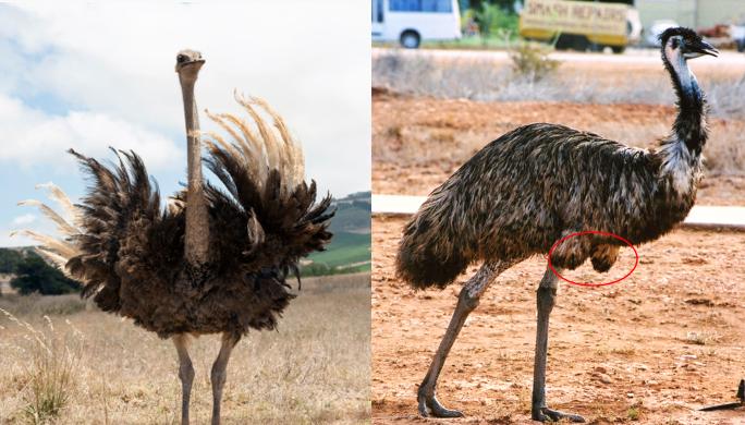 非洲鸵鸟与澳洲鸵鸟怎么区别,澳洲鸵鸟和非洲鸵鸟区别在哪里