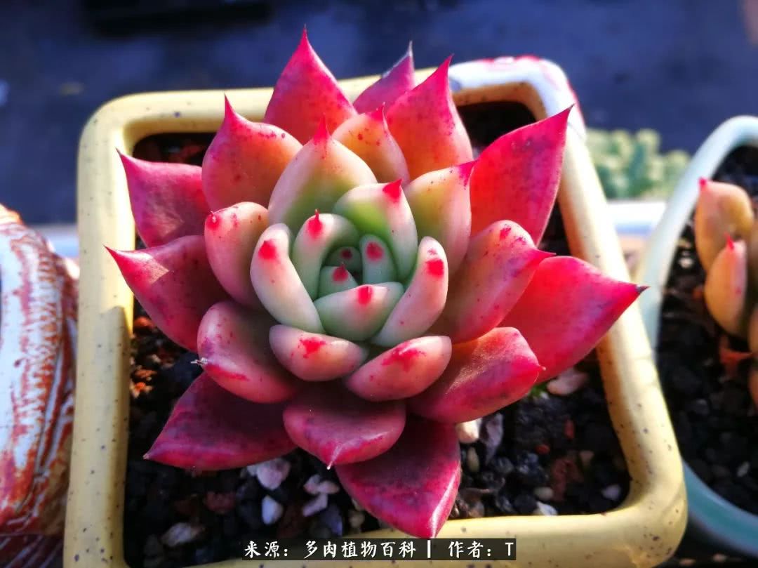 多肉还可以这样玩(上):八年养肉路剪影!