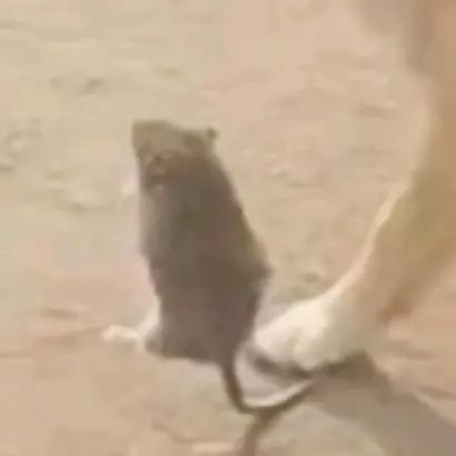 沙雕闺蜜头像四人一人一张,沙雕闺蜜头像新年款