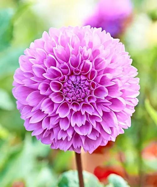 50种·蓝紫色系植物,尊享高贵典雅浪漫的视觉盛宴