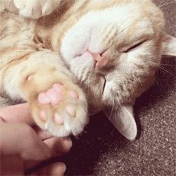 猫咪生病不吃东西只喝水怎么办,猫咪铲屎官的5种表现