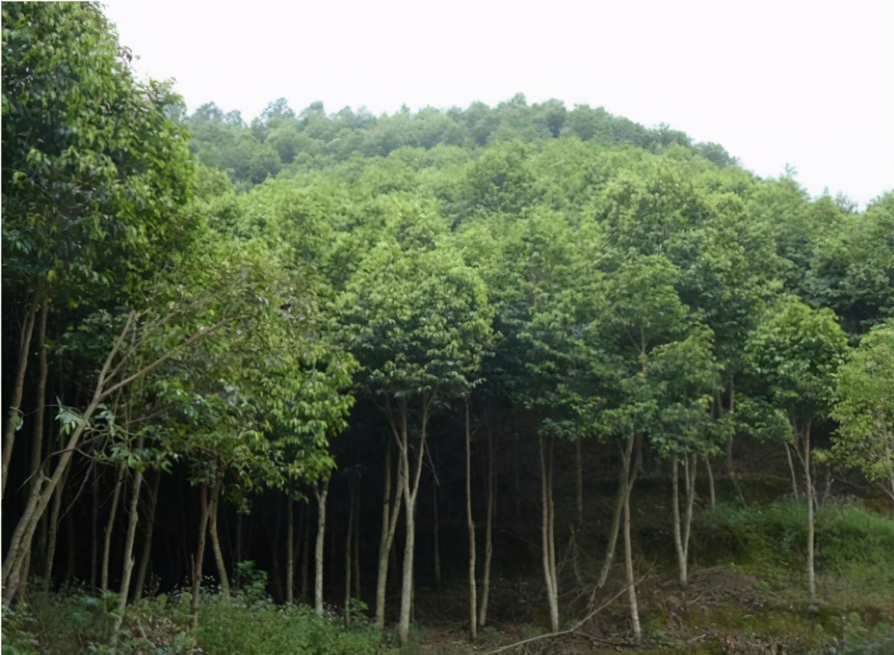 此物便是沉香树，牢记面貌，如若遇见，好好保护，实在太珍贵了