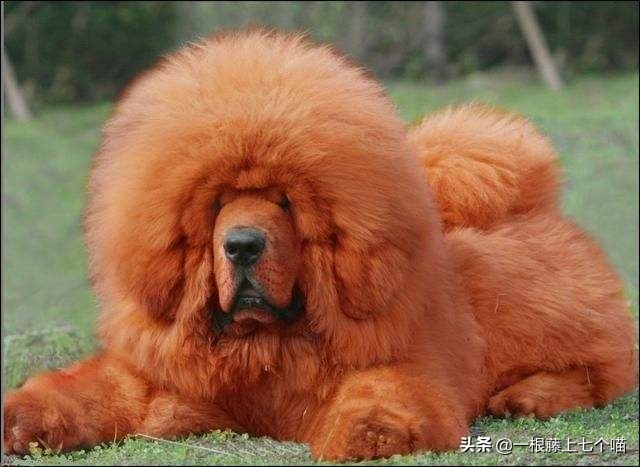 狗狗欺负汪星人的表现,狗狗总是凶主人对主人叫