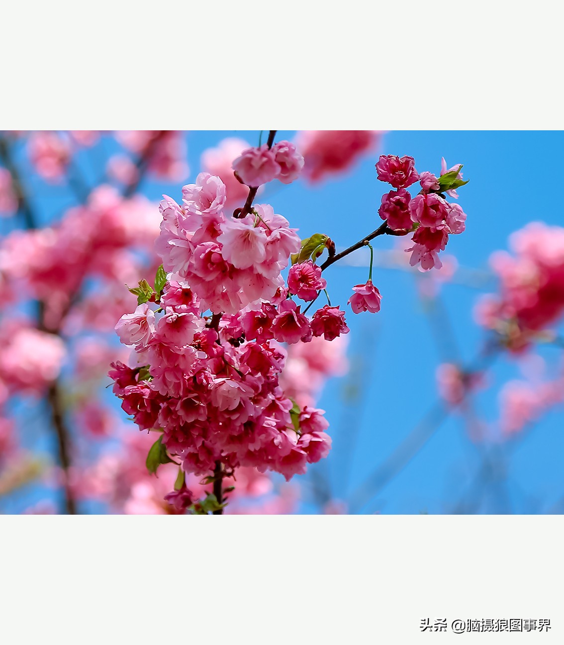 蔚蓝色的天空素材视频,黑色和透明的花摄影效果