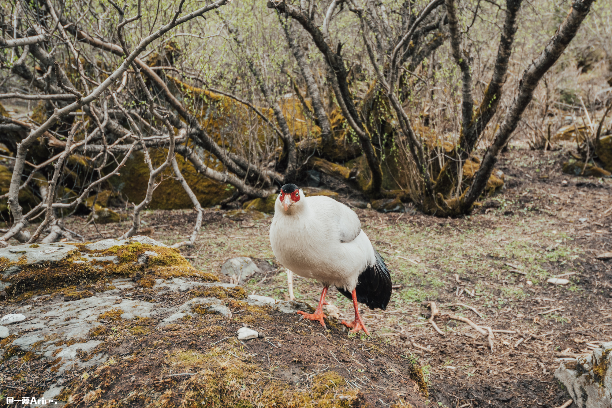 稻城亚丁8月自驾游攻略8天,稻城亚丁7月份雨季