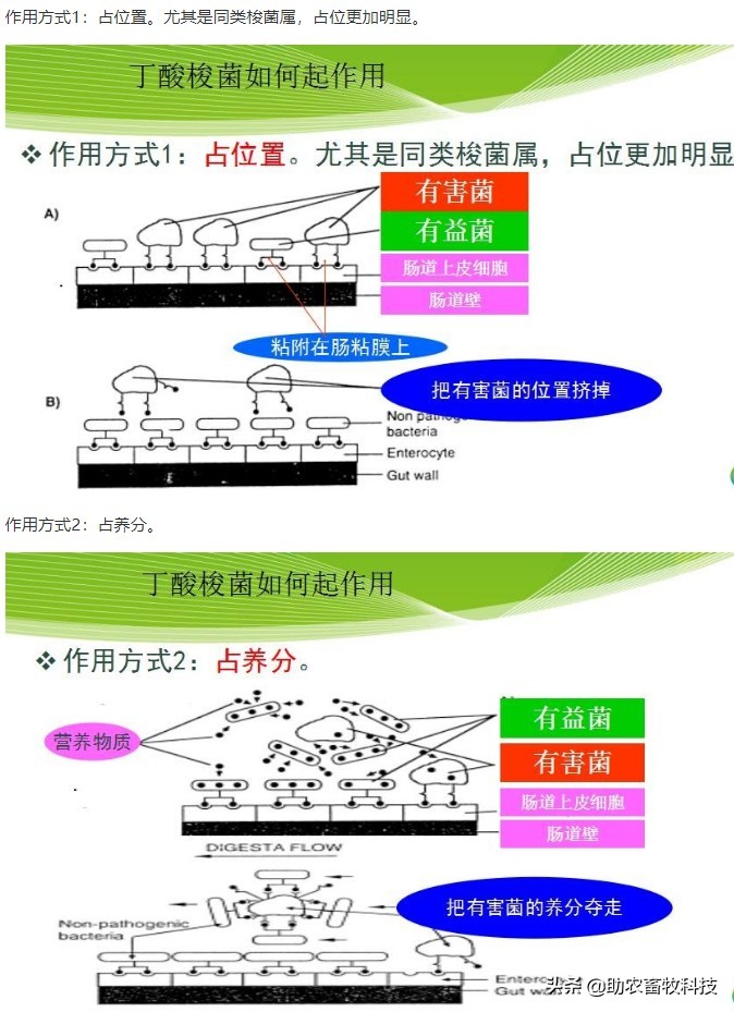 猪顽固性腹泻怎么治疗,育肥猪顽固性腹泻的治疗方法