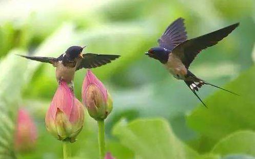 「原创诗词」金子正|秋风不是无情客一岭黄花照眼明