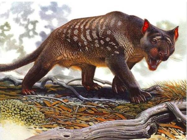 为什么哺乳动物都是4肢,为什么哺乳动物只有一个生殖器官