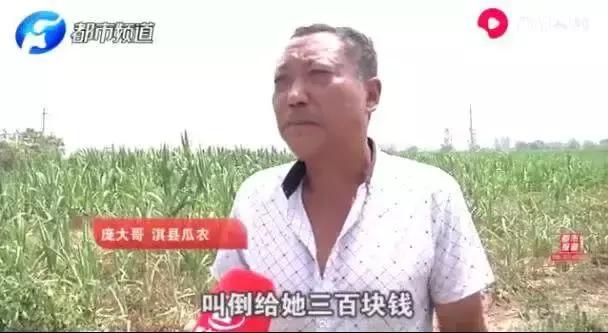 瓜农被偷瓜赔300元,瓜农摘瓜女子赔偿300元