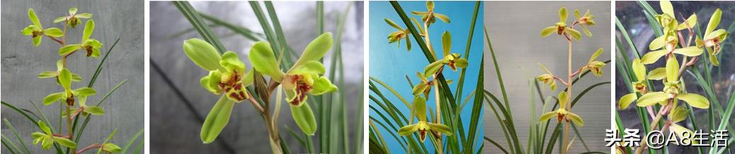 长寿梅蕙兰怎么种植,蕙兰老八种兰花哪一种最好